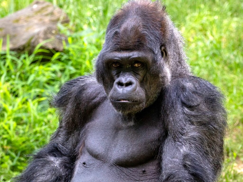 potovanje po ugandi - gorila