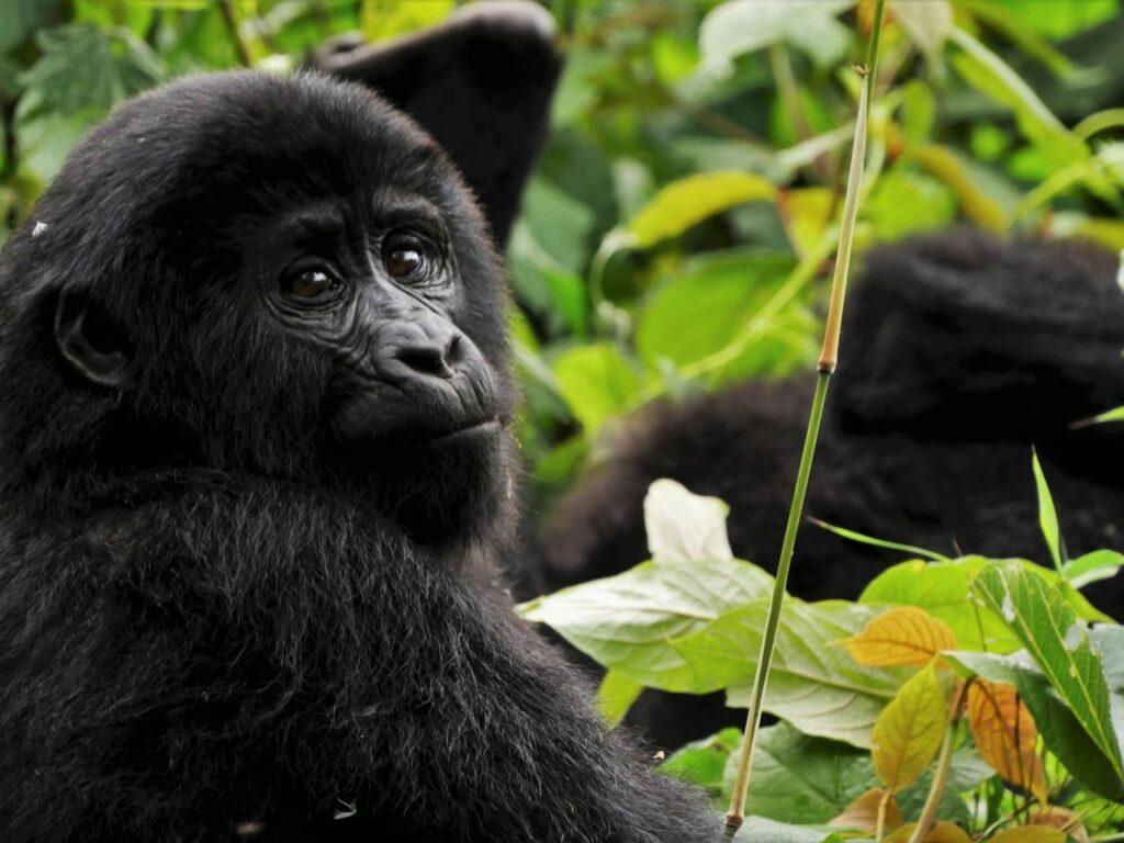 potovanje po ugandi - narodni park bwindi - gorile