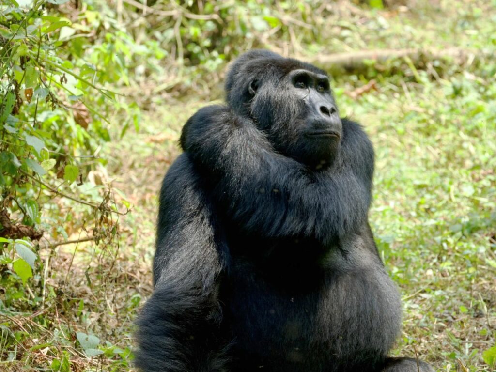 bwindi - uganda - gorile