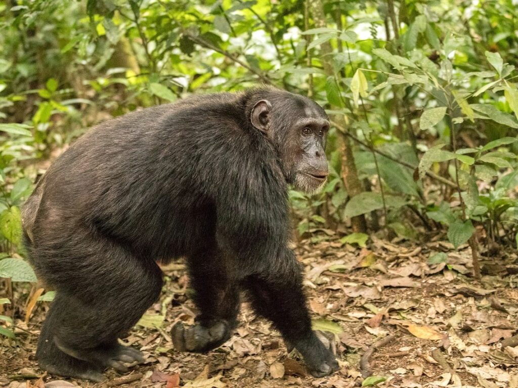 uganda - šimpanzi