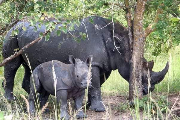 zavetišče za nosoroge - uganda