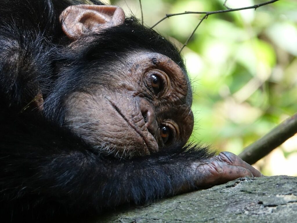 šimpanzek počiva