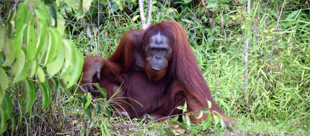 orangutan na Borenu - odpelji.se