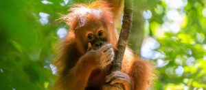 Indonezija potovanje Sumatra z Javo ter otok Bali - odpelji.se