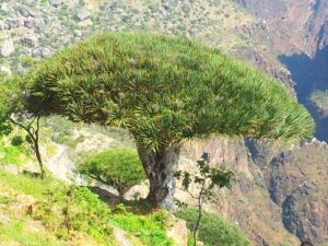 jemen - otok socotra - odpelji.se