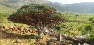 jemen ter otok socotra potovanje - odpelji.se