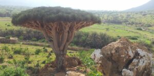 jemen in otok socotra - odpelji.se