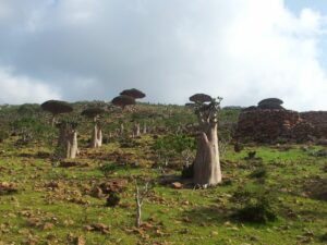 jemen - otok socotra - odpelji.se