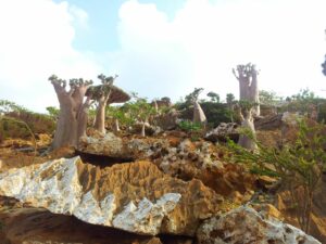 jemen - otok socotra - odpelji.se