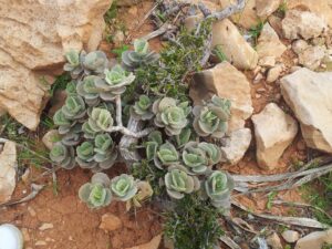 jemen - otok socotra - odpelji.se