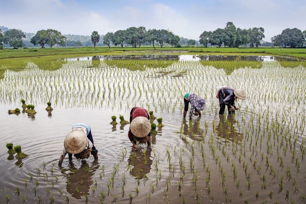 Vietnam - polje riža