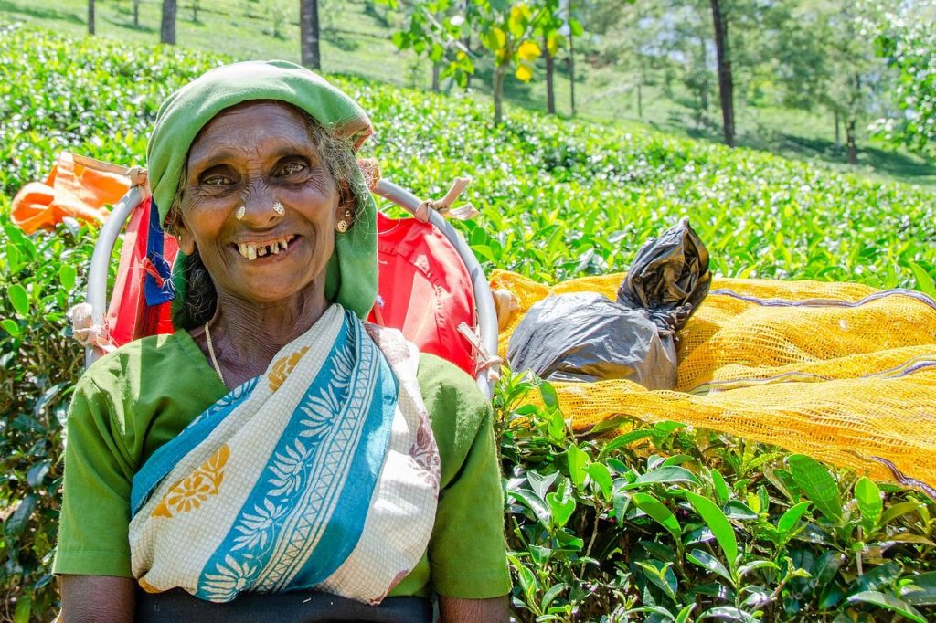 Šri Lanka potovanja – Znamenitosti Šri Lanke, ki si jih moramo ogledati - plantaža čaja