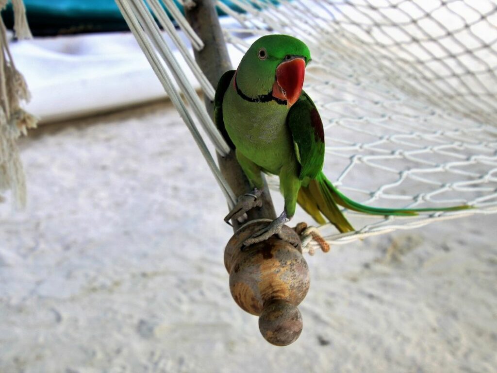 Papagaj na maldivih