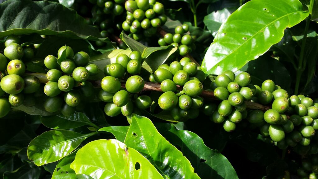Arheološka pokrajina prvih nasadov kave na jugovzhodu Kube