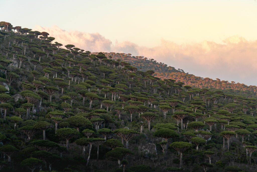 Socotra - Skriti zaklad Indijskega oceana