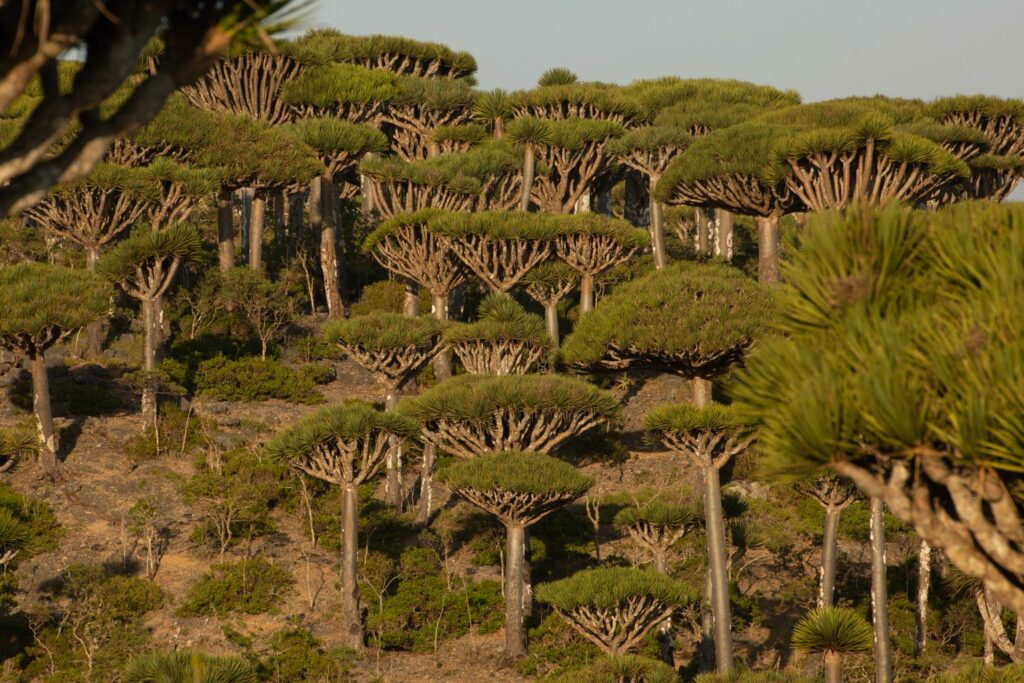 Otok Socotra - Skriti zaklad Indijskega oceana
