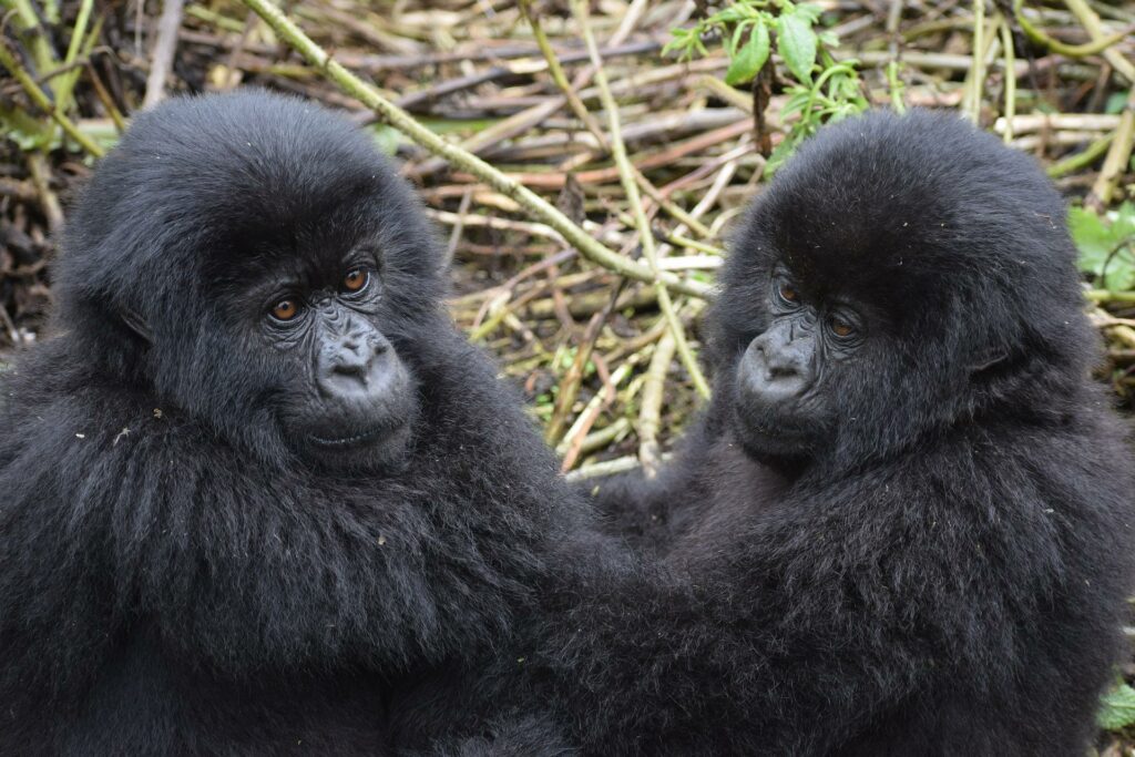 Potovanje Uganda - Gorili