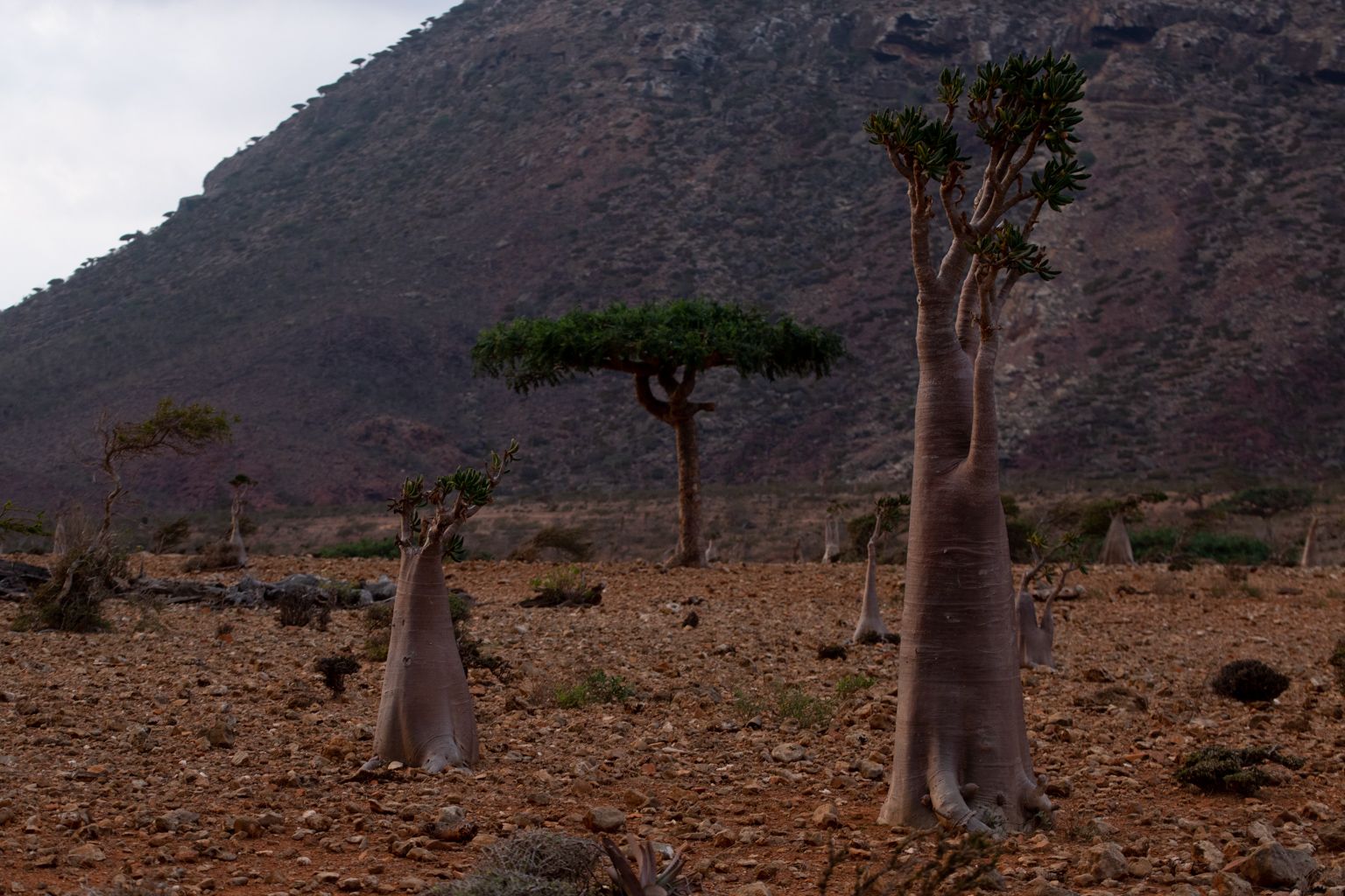 Otok Socotra