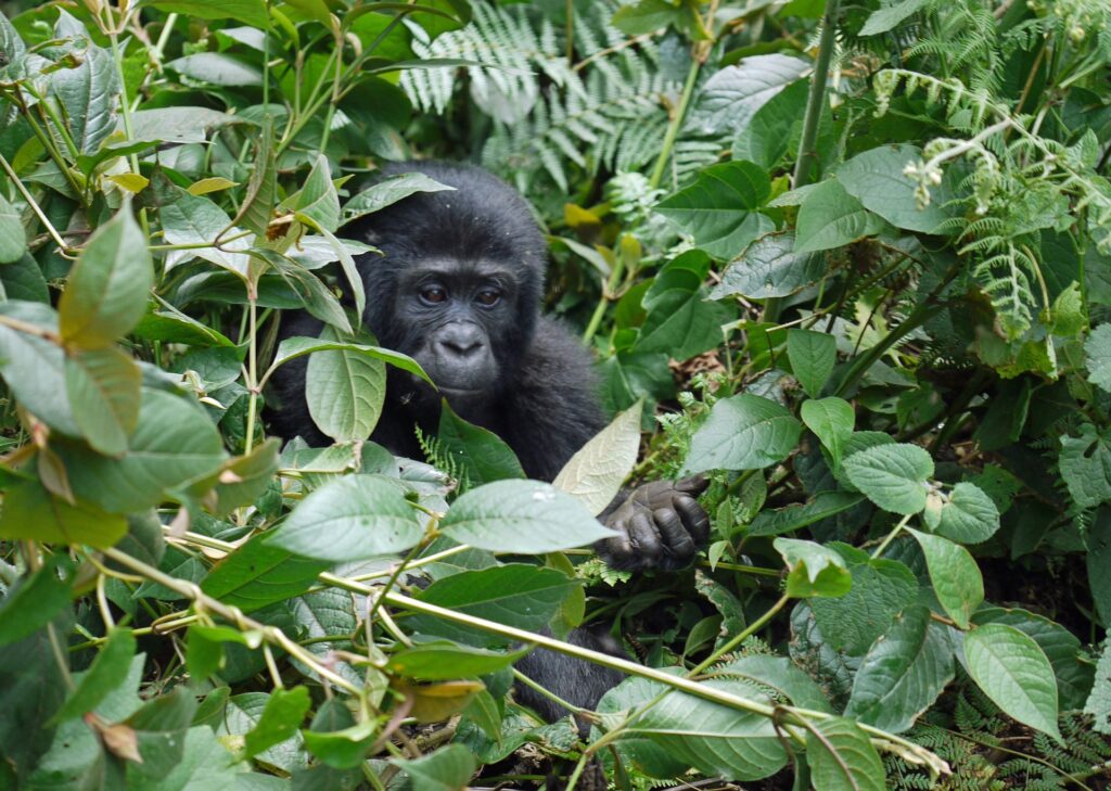 Uganda potovanje - 5 nasvetov za treking z gorilami