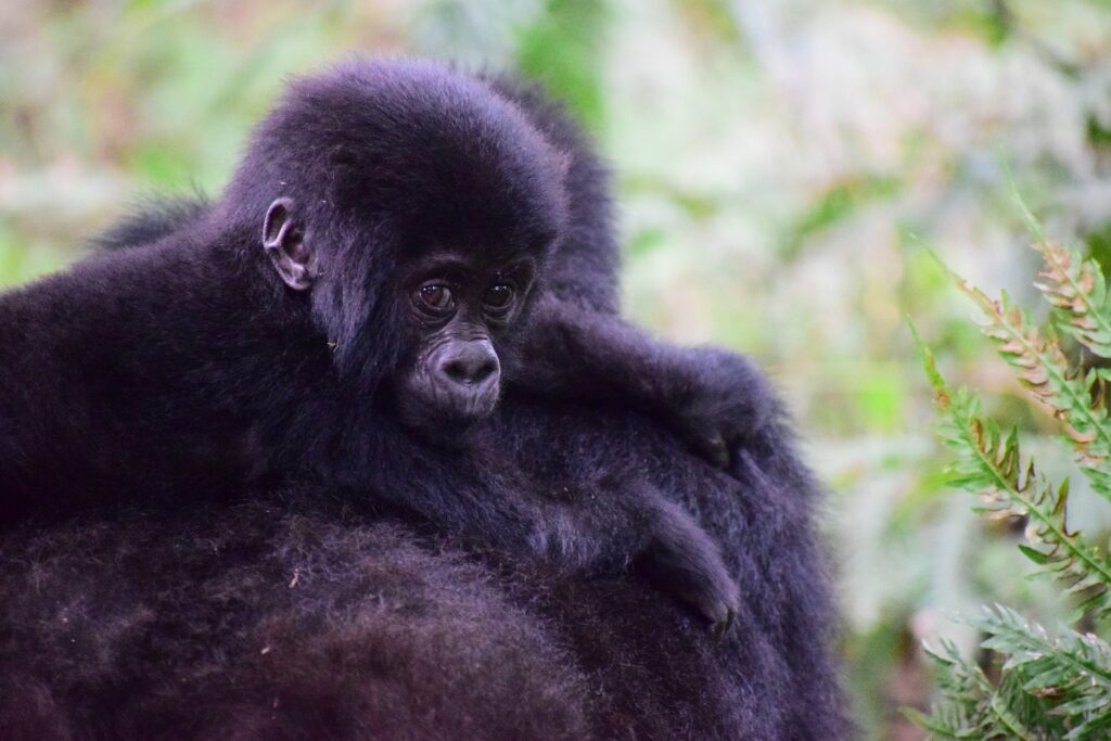 uganda - mladič gorske gorile