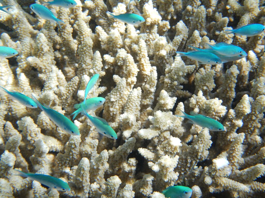 Kuba - korale