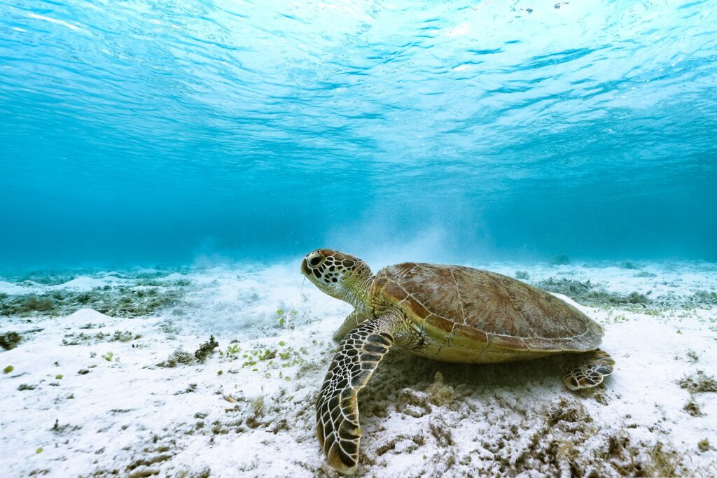 Kuba - morska želva