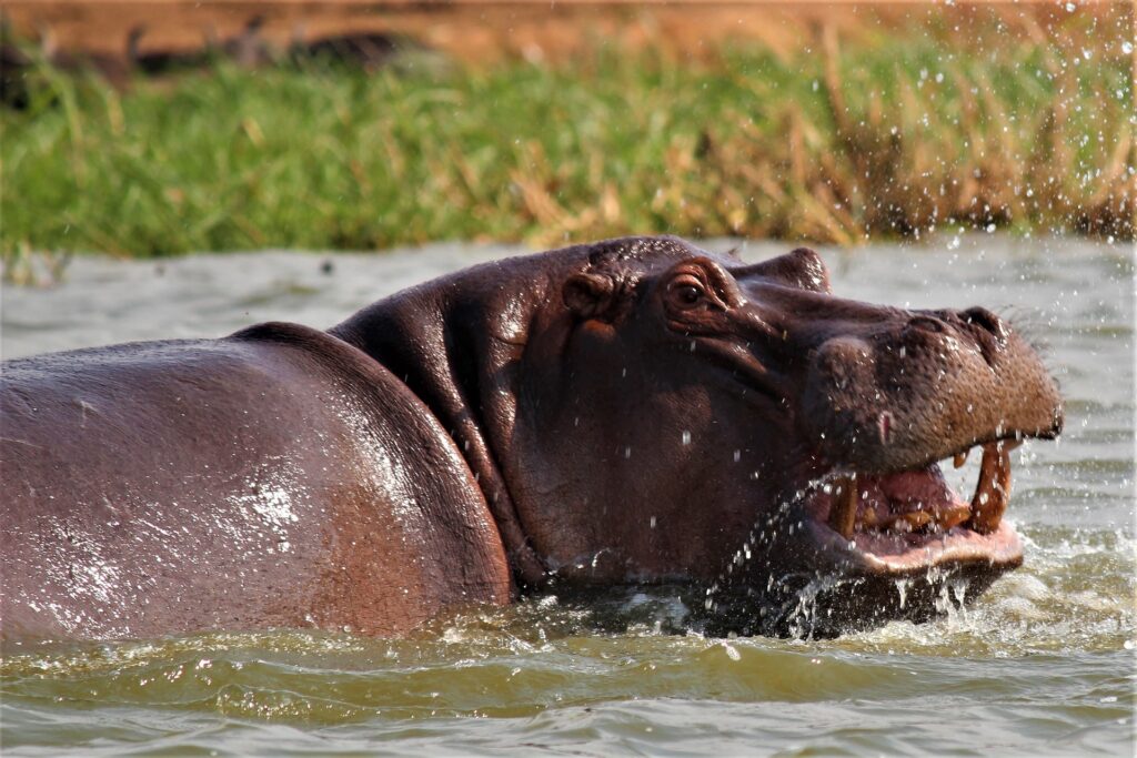 Uganda-povodni konj