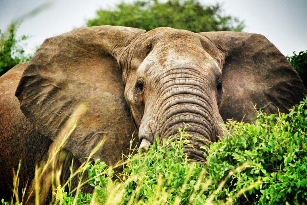 Uganda-slon