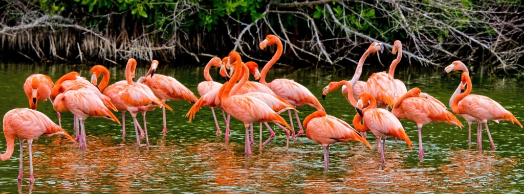 Kuba-flamingi