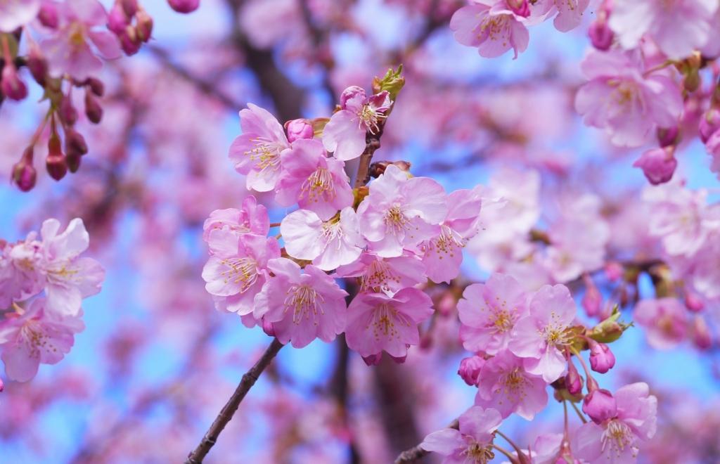 cvetenje češenj japonska pomlad