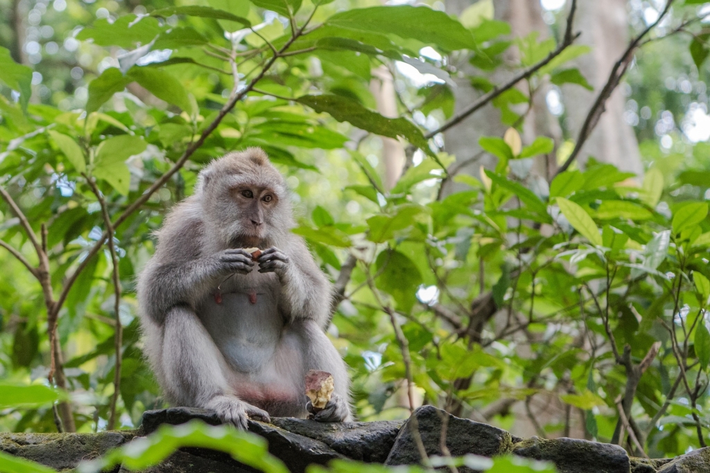 makaki opičji gozd