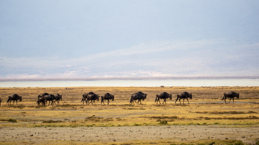 Kenija potovanje - Srce afriške safari izkušnje