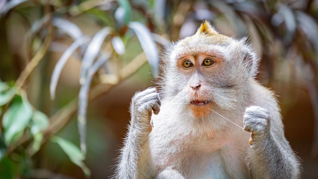 Bali potovanje - sveti opičji gozd