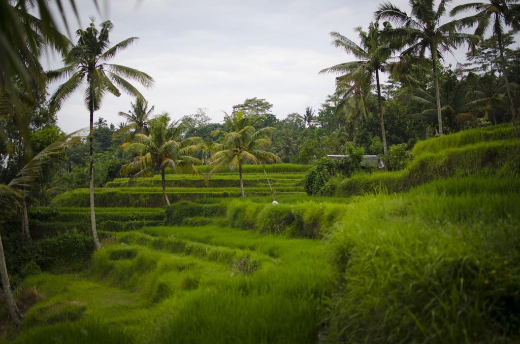 Ubud riževa polja