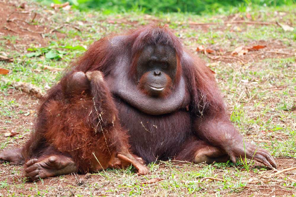 otok-borneo-orangutani