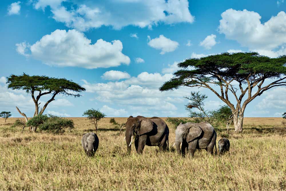 Narodni-park-v-Tanzaniji-serengeti