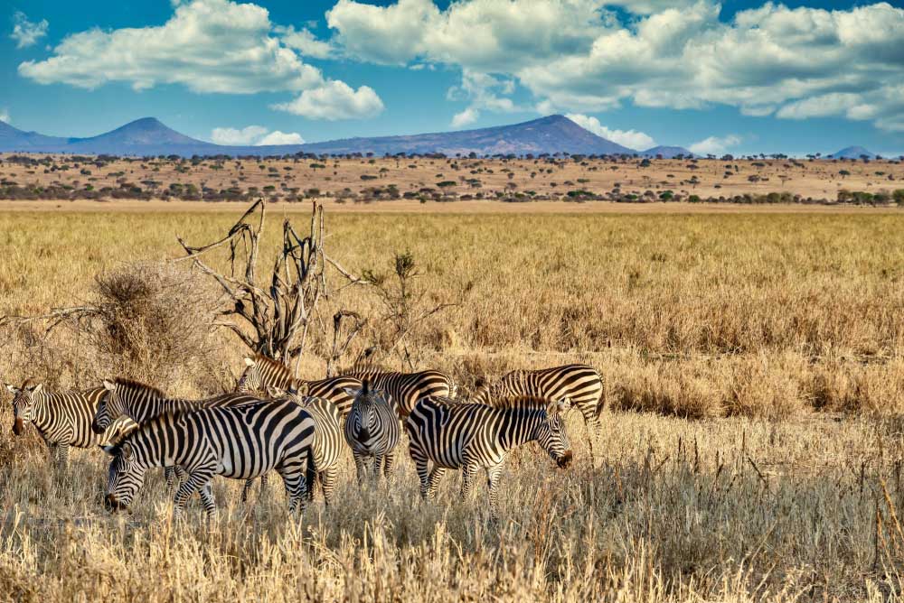 Narodni-park-v-Tanzaniji-zebre