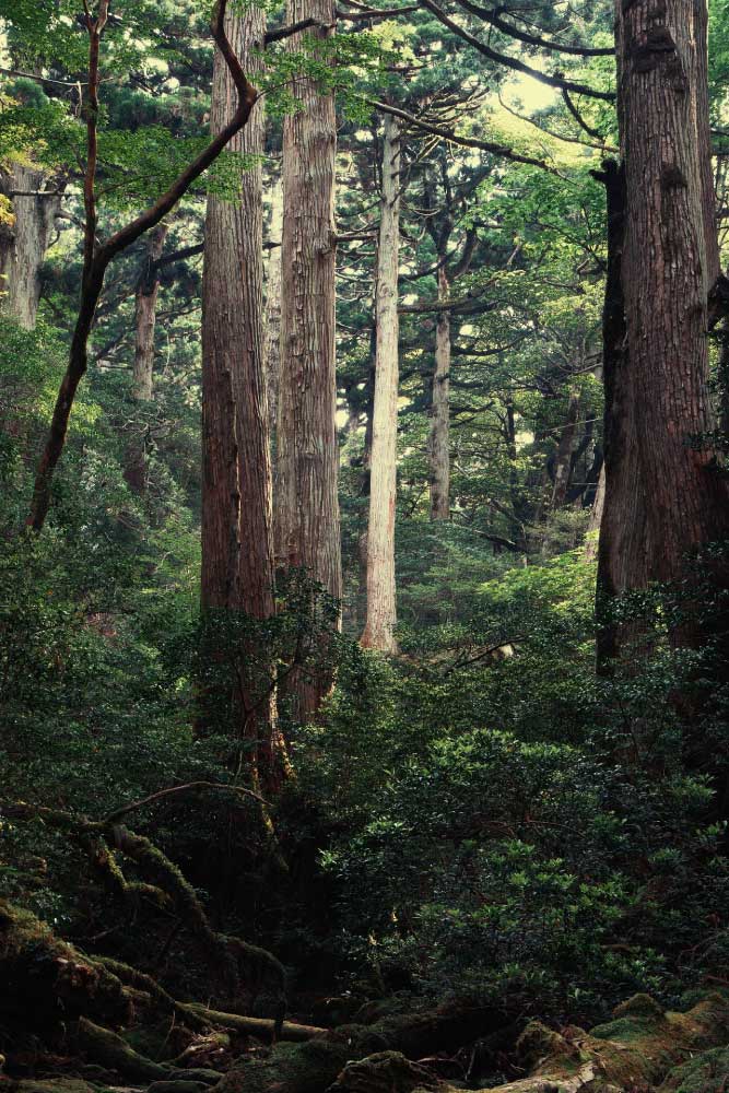 japonski-narodni-park-cedre