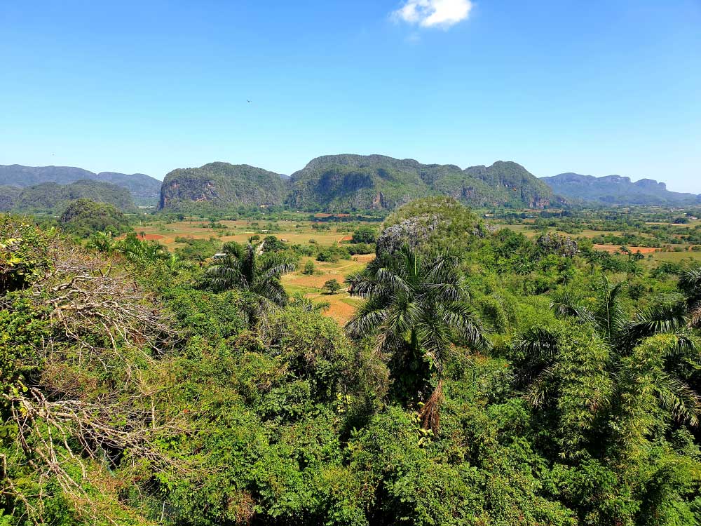 Dolina-Viñales-gozd